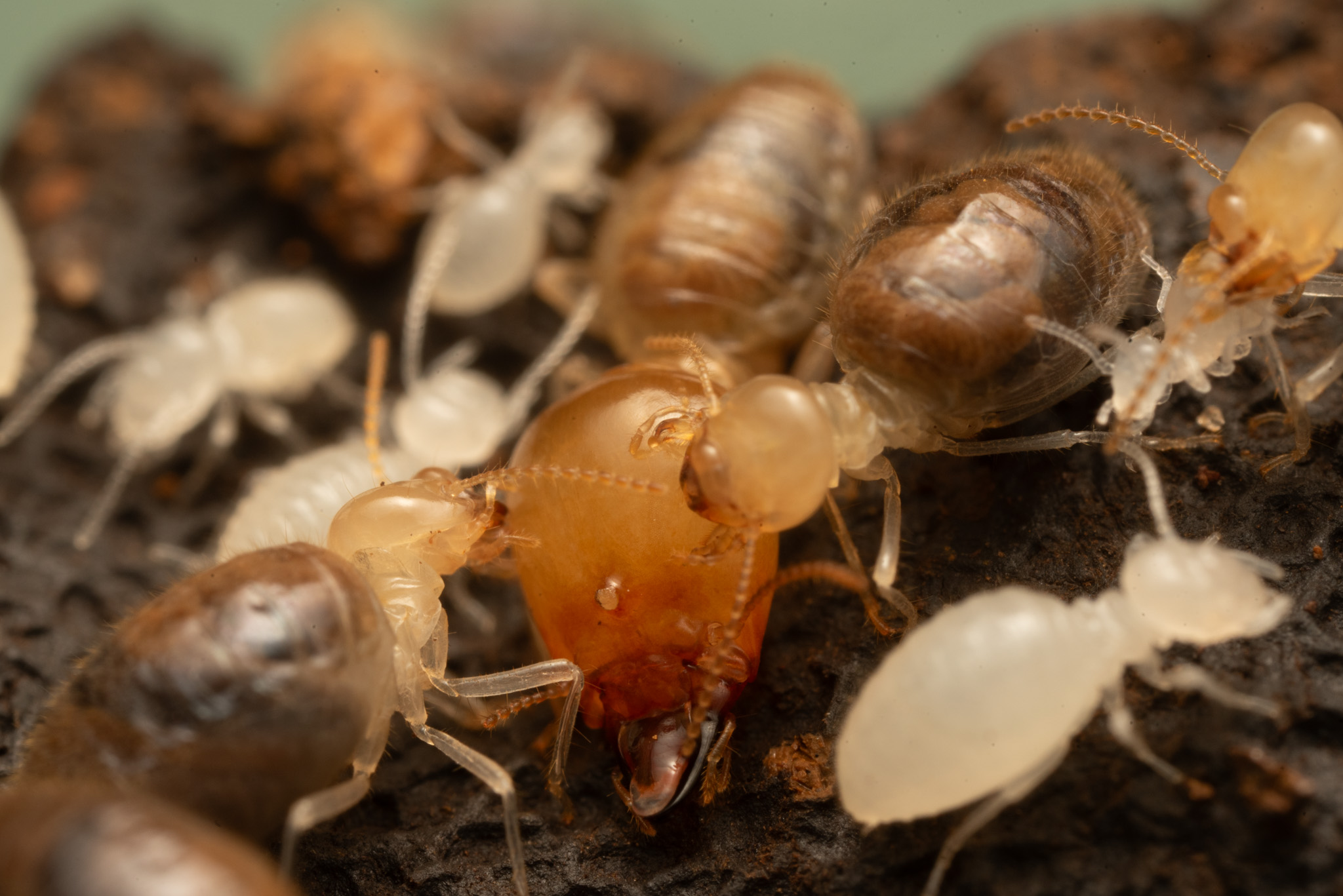 Syntermitinae Insect Symbiosis Lab